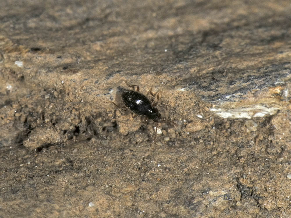 Scydmaenidae